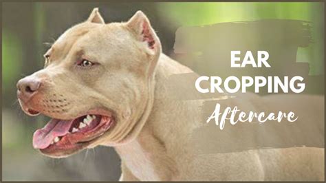 Ear cropping. Things To Know About Ear cropping. 